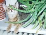 Brugeravatar
